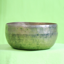 Thadobati 老缽
